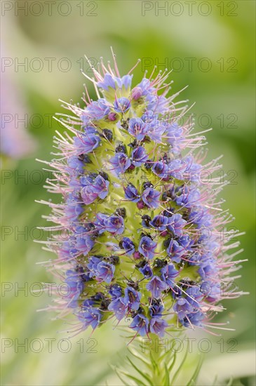 Magnificent viper's bugloss (Echium nervosum, Echium fastuosum), inflorescence, native to Madeira, ornamental plant, North Rhine-Westphalia, Germany, Europe