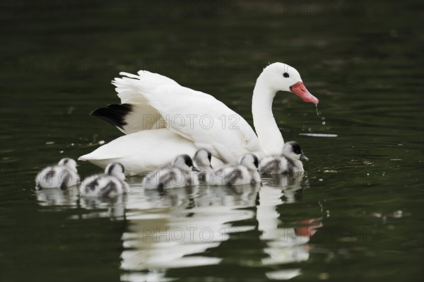 Coscoroba swan (Coscoroba coscoroba) with chicks, captive, occurring in South America