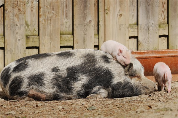 Goettingen minipig (Sus scrofa f. domestica), sow and piglet, North Rhine-Westphalia, Germany, Europe