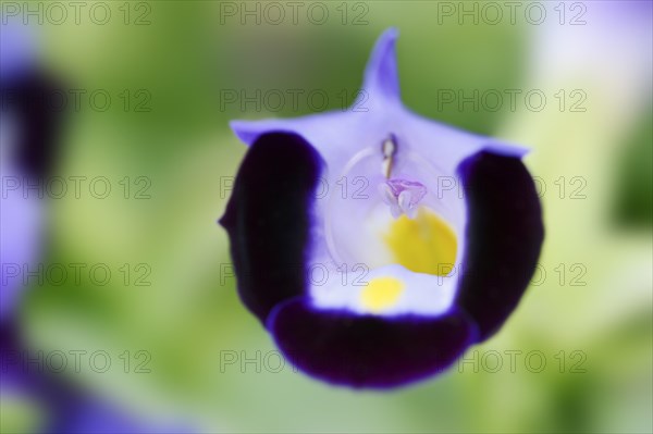 Bluewings (Torenia fournieri), flower, native to Vietnam, ornamental plant, North Rhine-Westphalia, Germany, Europe