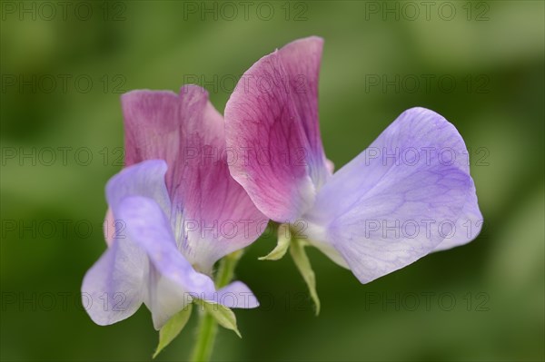 Sweet pea (Lathyrus odoratus), flowers, ornamental plant, North Rhine-Westphalia, Germany, Europe