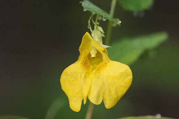 Greater balsam (Impatiens noli-tangere), flowering, North Rhine-Westphalia, Germany, Europe