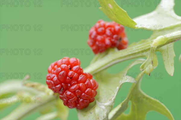 Strawberry spinach (Chenopodium foliosum, Blitum virgatum), fruit, vegetable and ornamental plant, North Rhine-Westphalia, Germany, Europe