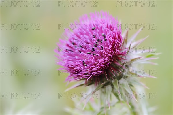 Musk thistle (Carduus nutans), flower, North Rhine-Westphalia, Germany, Europe