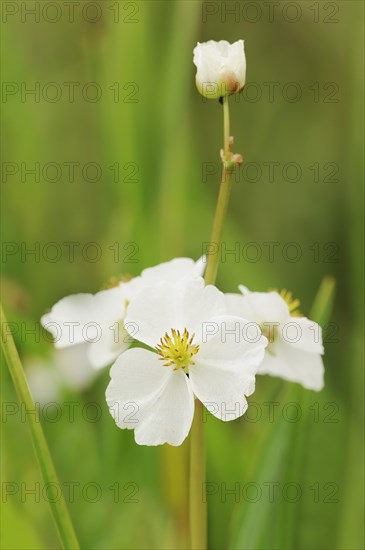 Water archer (Sagittaria sagittifolia), flower, North Rhine-Westphalia, Germany, Europe