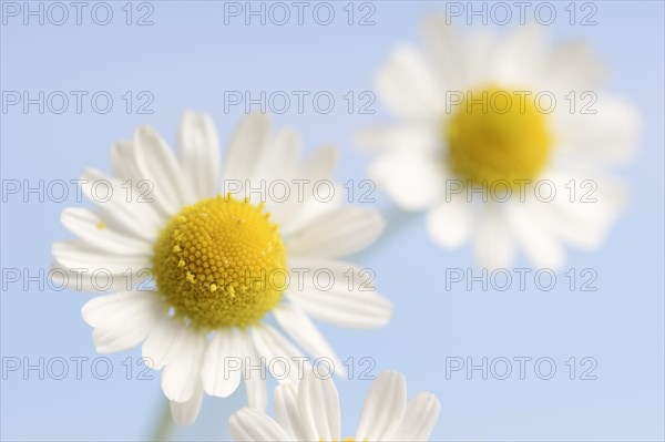 Chamomile (Matricaria recutita, Matricaria chamomilla), flowers, medicinal plant, North Rhine-Westphalia, Germany, Europe