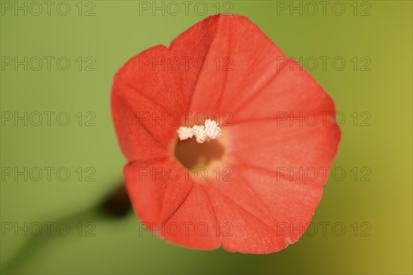 Scarlet bindweed or red star bindweed (Ipomoea coccinea, Convolvulus coccineus), flower, native to Mexico, ornamental plant, North Rhine-Westphalia, Germany, Europe