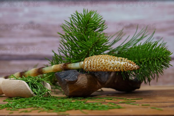 Fresh branches of the medicinal plant horsetail, Equisetum arvense, used for health care, freshly harvested from the forest in various stages of growth on a wooden table and copy space
