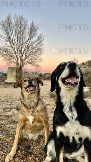 A pair of happy dogs, one brindle and one black with white, sitting outdoors with a beautiful sunset sky in the background