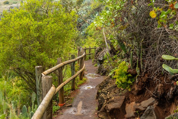 Beautiful trail in the Laurisilva forest of Los tilos de Moya, Gran Canaria