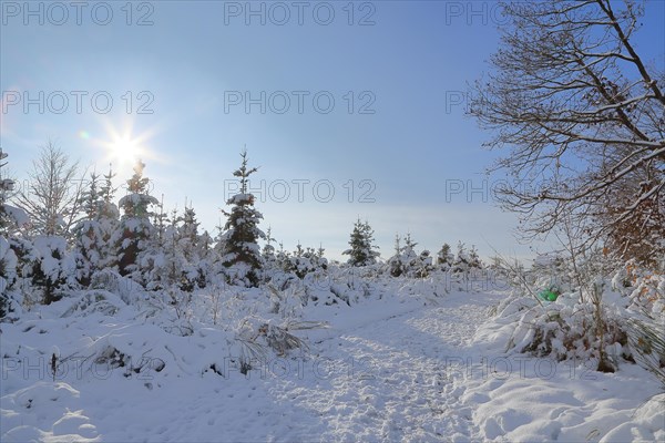 Snow-covered winter forest, snow-covered spruces (Picea abies) on a sunny winter day with blue sky and sun star, Rothaarsteig, Siegerland, North Rhine-Westphalia, Germany, Europe