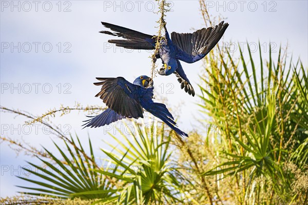 Hyacinth Macaw (Anodorhynchus hyacinthinus) Pantanal Brazil