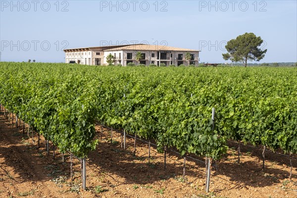 Vi Rey winery vineyards, Llucmajor, Mallorca, Spain, Europe