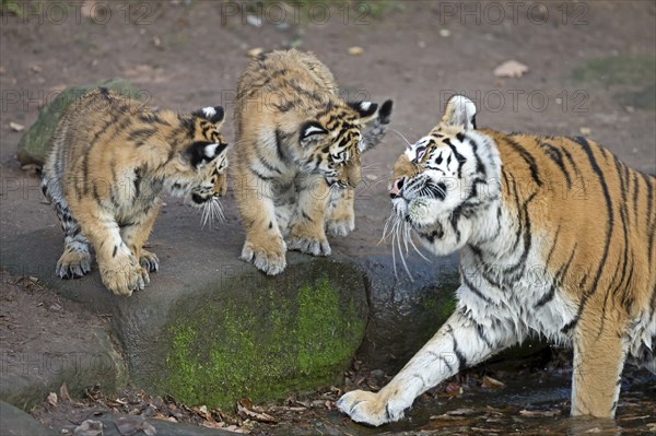 An adult tiger interacting with two cubs at a waterhole, Siberian tiger, Amur tiger, (Phantera tigris altaica), cubs
