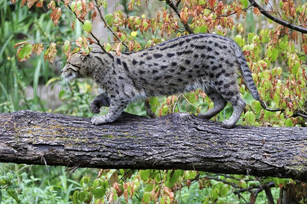 A fishing cat (Prionailurus viverrinus)