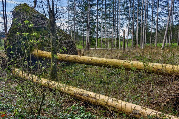 Trees uprooted by storm damage, Kemptner Wald, Allgaeu, Swabia, Bavaria, Germany, Europe