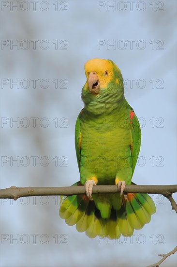 Yellow-headed Amazon (Amazona oratrix belizensis), mating on a sycamore branch, blue sky, Rosensteinpark, Stuttgart, Baden-Wuerttemberg, Germany, Europe