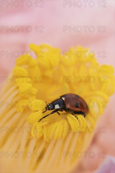 Seven-spot ladybird (Coccinella septempunctata) adult on a garden Camellia flower in spring, England, United Kingdom, Europe