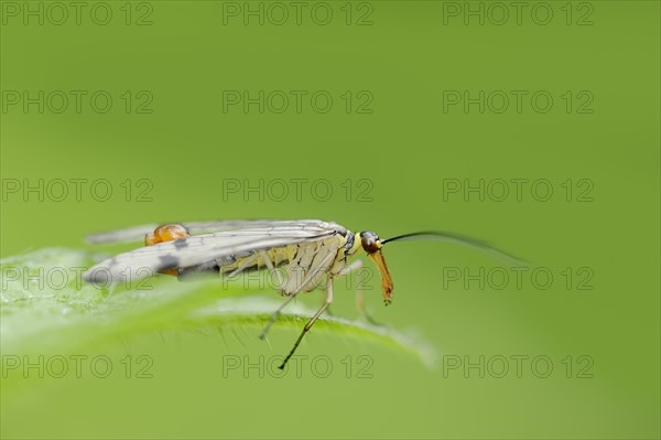 Common scorpionfly (Panorpa communis), male, North Rhine-Westphalia, Germany, Europe