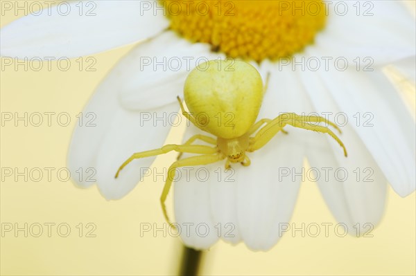 Goldenrod crab spider (Misumena vatia), female on the flower of a daisy (Leucanthemum vulgare, Chrysanthemum leucanthemum), North Rhine-Westphalia, Germany, Europe