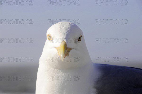 European herring gull (Larus argentatus), portrait shot of a gull looking directly at the camera on a light-coloured background, Sylt, North Frisian Island, Schleswig-Holstein, Germany, Europe