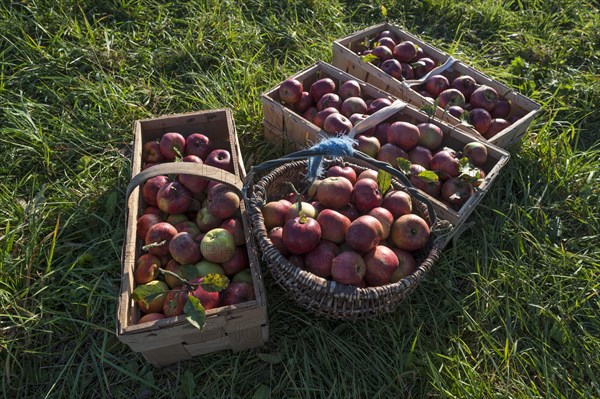 Freshly picked apples in baskets of the Winterrambur variety (Malus domestica) in the grass, Middle Franconia, Bavaria, Germany, Europe