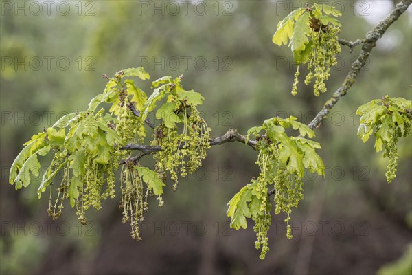 Flowering English oak (Quercus robur), Emsland, Lower Saxony, Germany, Europe