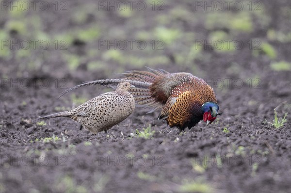 Hunting pheasants (Phasianus colchicus), courtship display, Emsland, Lower Saxony, Germany, Europe