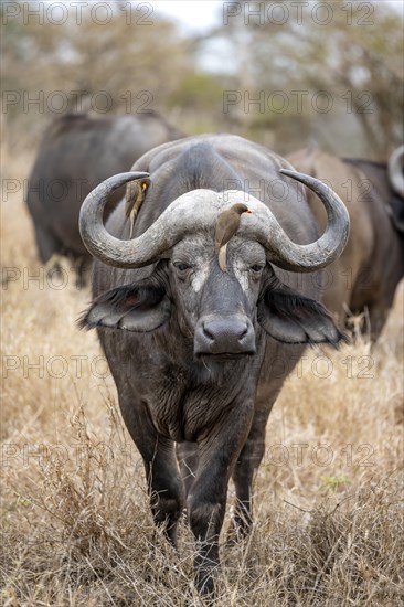 African buffalo (Syncerus caffer caffer) with yellowbill oxpecker (Buphagus africanus), in dry grass, Kruger National Park, South Africa, Africa
