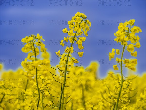 Rape field, field with rape (Brassica napus) in front of a blue sky, Cremlingen, Lower Saxony, Germany, Europe