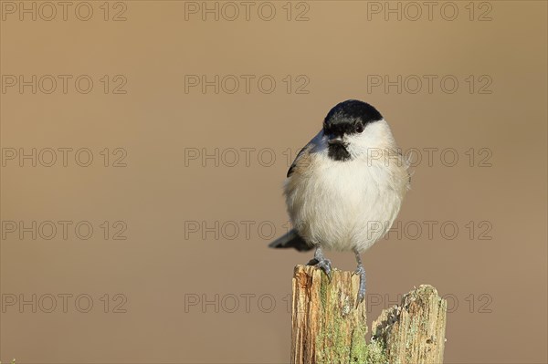 Marsh tit (Parus palustris) sitting on a tree stump, Wilnsdorf, North Rhine-Westphalia, Germany, Europe