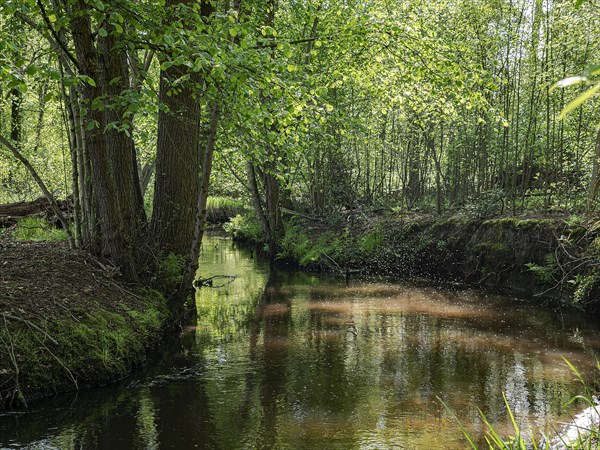 Stream and floodplain of the Dalke with alder forest in spring, Guetersloh, North Rhine-Westphalia, Germany, Europe