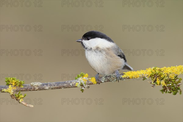 Willow Tit (Parus montanus) sitting on a branch overgrown with moss and lichen, Wilnsdorf, North Rhine-Westphalia, Germany, Europe