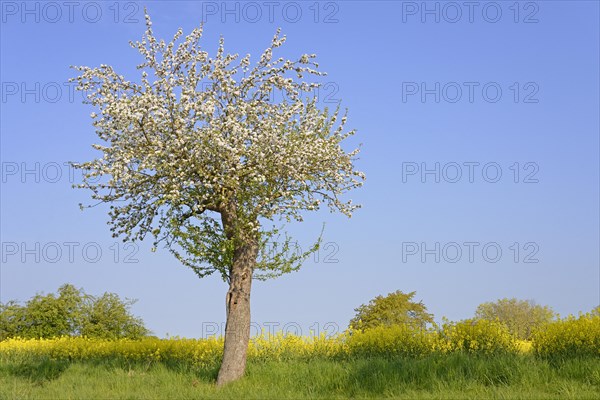 Fruit tree, apple tree (Malus domestica) in bloom next to a flowering rape field (Brassica napus), blue sky, North Rhine-Westphalia, Germany, Europe
