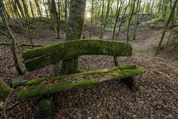 Weathered, rotten and mossy bench made of rough wooden planks, autumn leaves, sun star, beech forest, Raumertswald, volcano, Vogelsberg Volcano Region nature park Park, rest area, Nidda, Wetterau, Hesse, Germany, Europe