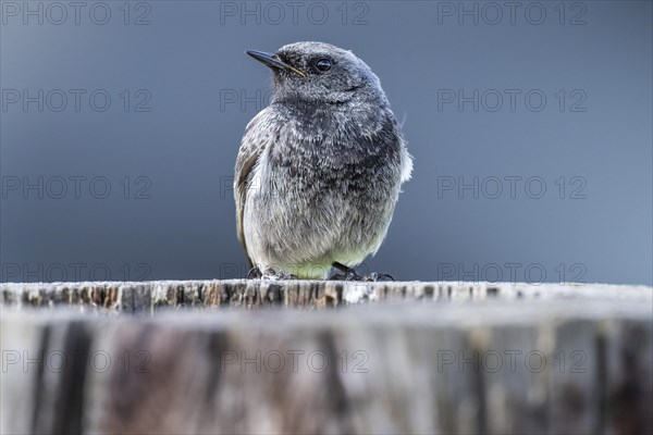 Black redstart (Phoenicurus ochruros), young bird, sitting on a tree trunk, Stuttgart, Baden-Wuerttemberg, Germany, Europe