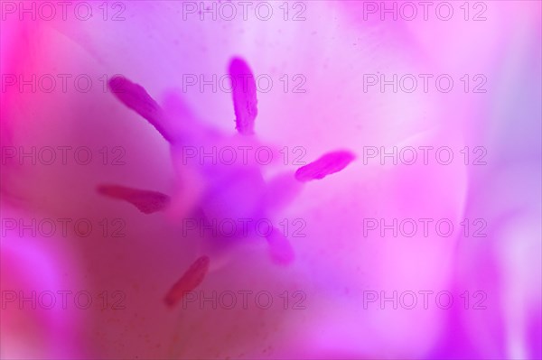 Pistil and stamens in a tulip calyx, pink tulip (Tulipa), Stuttgart, Baden-Wuerttemberg, Germany, Europe