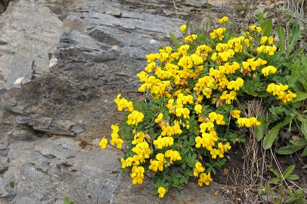 Bird's-foot trefoil (Lotus corniculatus) on the Silvretta High Alpine Road, Vorarlberg, Austria, Europe