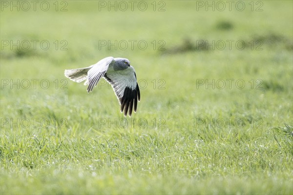 Hen harrier (Circus cyaneus) flying, Emsland, Lower Saxony, Germany, Europe