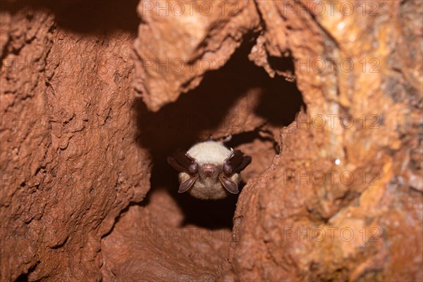 Greater mouse-eared bat (Myotis myotis), hibernating in a cave, North Rhine-Westphalia, Germany, Europe
