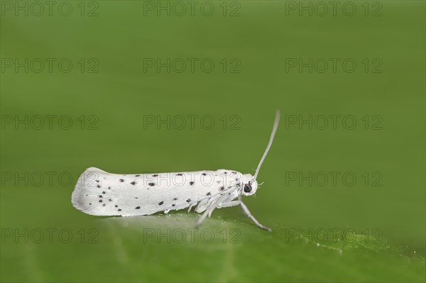 Orchard ermine (Yponomeuta padella), North Rhine-Westphalia, Germany, Europe