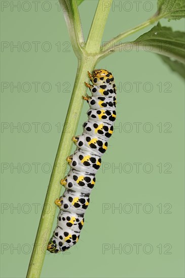 Brown-root monk (Shargacucullia scrophulariae), caterpillar, North Rhine-Westphalia, Germany, Europe