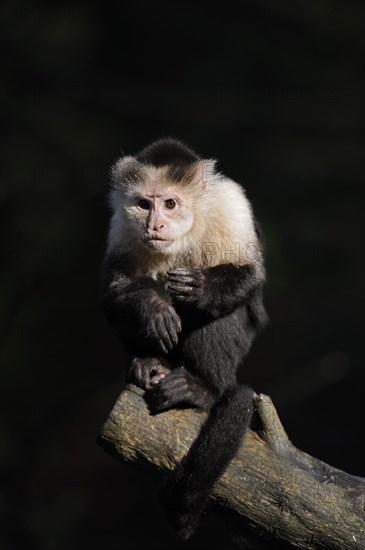 White-shouldered capuchin monkey or white-headed capuchin (Cebus capucinus), captive, occurring in South America