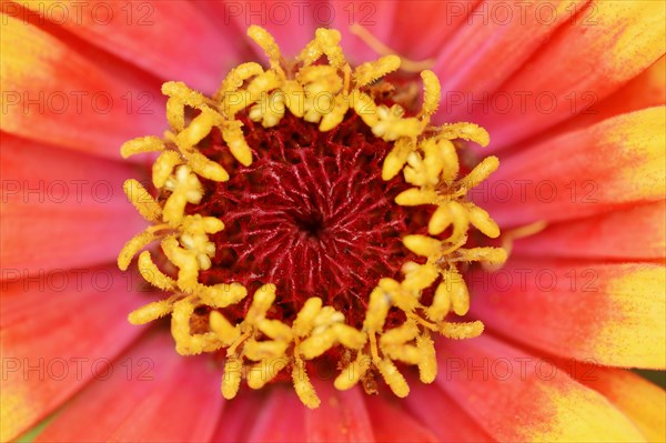 Zinnia 'Sombrero' (Zinnia elegans, Zinnia violacea), detail of flower, ornamental plant, North Rhine-Westphalia, Germany, Europe