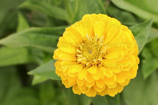 Zinnia (Zinnia elegans, Zinnia violacea), flower, ornamental plant, North Rhine-Westphalia, Germany, Europe