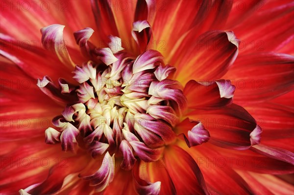 Dahlia 'Akita' (Dahlia Hybride), detail of flower, ornamental plant, North Rhine-Westphalia, Germany, Europe