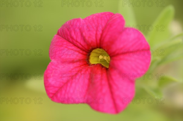 Magic bell (Calibrachoa hybride), flower, ornamental plant, North Rhine-Westphalia, Germany, Europe