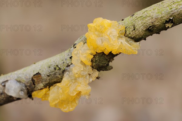 Yellow brain (Tremella mesenterica), North Rhine-Westphalia, Germany, Europe