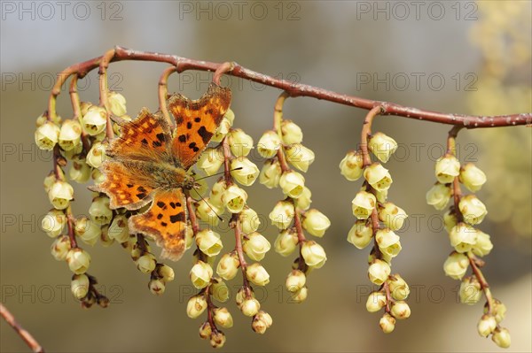 C-moth (Polygonia c-album, Nymphalis c-album) and Japanese pearl tail or early pearl tail (Stachyurus praecox), flowers, native to Asia, ornamental plant, North Rhine-Westphalia, Germany, Europe