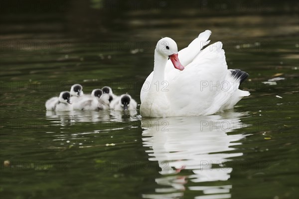 Coscoroba swan (Coscoroba coscoroba) with chicks, captive, occurring in South America